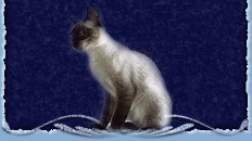 thai siamese